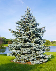 Nom Botanique : Picea mariana