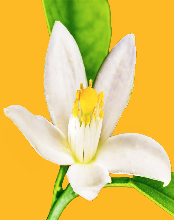 Huile Essentielle | Néroli Bio (Fleur D’oranger)