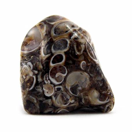 Agate fossile coquillage turitelle